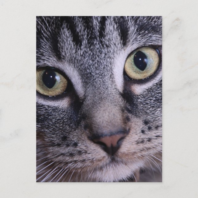 Grey Kitten Face Postcard (Front)