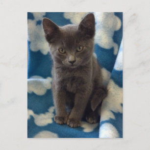 Grey Kitten Postcard