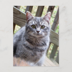 Grey Kitten Postcard