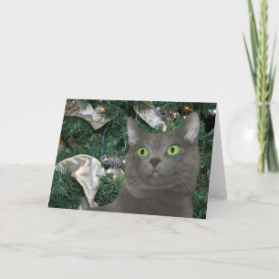Grey kitty Christmas Holiday Card