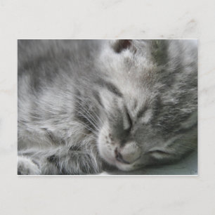 Grey Kitty Sleeping Postcard