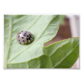 Grey Ladybug Photo Print