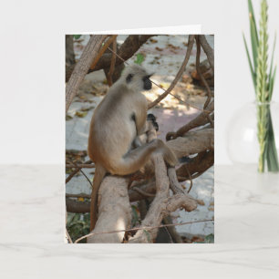 Grey Langur - Take a Rest Card