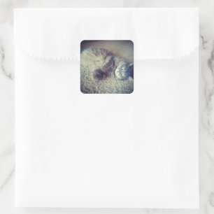 Grey Long-Haired Cat-Instagram by Shirley Taylor Square Sticker