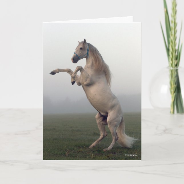 Grey Lusitano Stallion Rearing In Mist Card (Front)