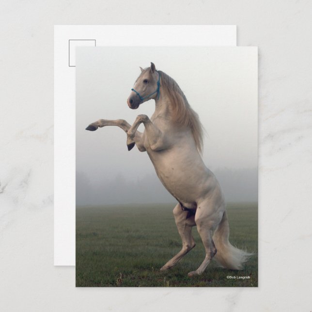 Grey Lusitano Stallion Rearing In Mist Postcard (Front/Back)
