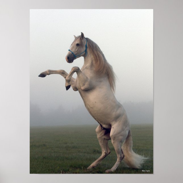 Grey Lusitano Stallion Rearing In Mist Poster (Front)