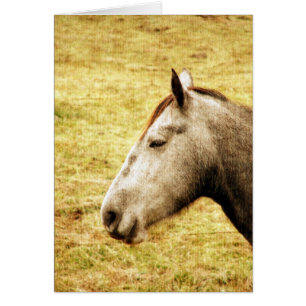 Grey Mare