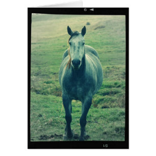 Grey Mare