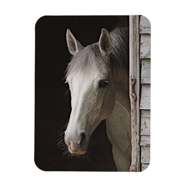 Grey Mare Beautiful Horse Magnet (Vertical)