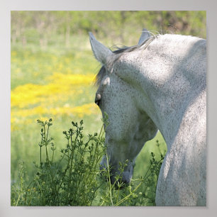 Grey Mare & Wildflowers Beautiful Horse Poster