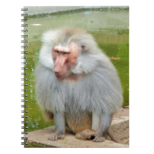 Grey Monkey, Ape Macaque, Nature, Animal Wildlife Notebook