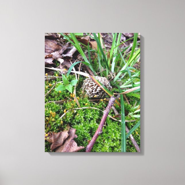 Grey Morel on canvas Print (Front)
