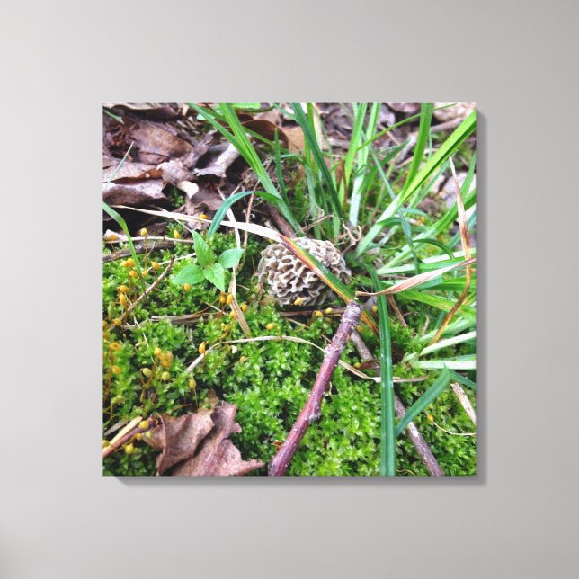 Grey Morel on canvas Print (Front)