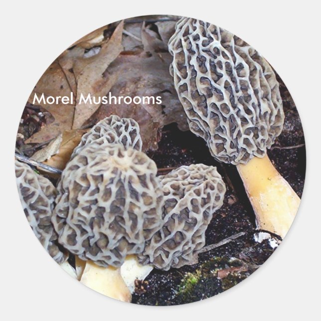 Grey Morels, Morel Mushrooms Classic Round Sticker (Front)