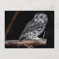 Grey Morph Eastern Screech-Owl at Midnight