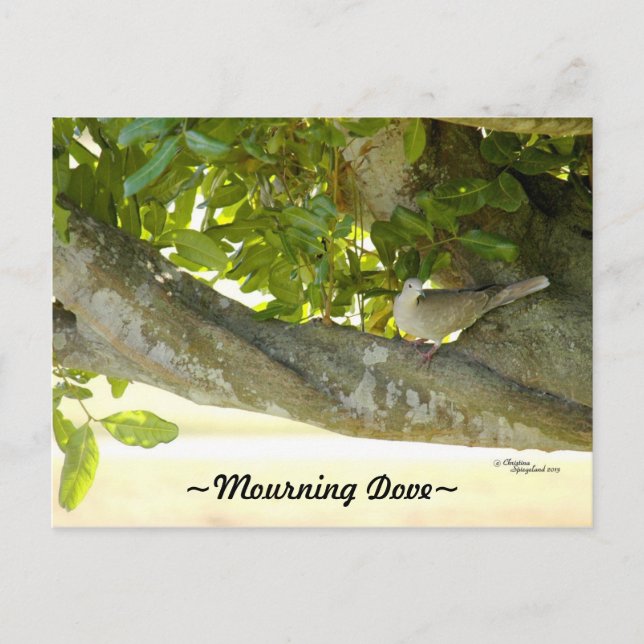 Grey mourning Dove bird Postcard (Front)