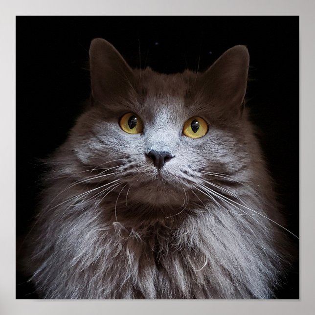 Grey Nebelung Long Hair Russian Blue Cat Poster (Front)