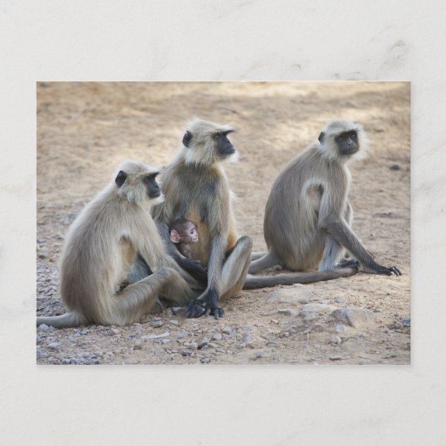 Grey or common or Hanuman langur (Semnopithecus) Postcard (Front)