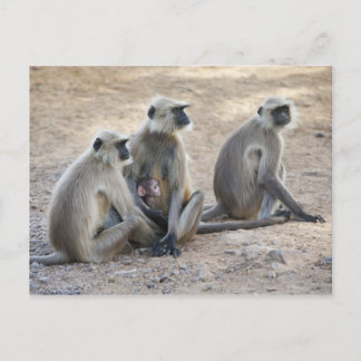 Grey or common or Hanuman langur (Semnopithecus) Postcard