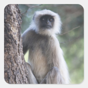 Grey or common or Hanuman langur Square Sticker