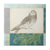 Grey Owl on Pattern Background
