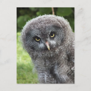GREY OWL POSTCARD