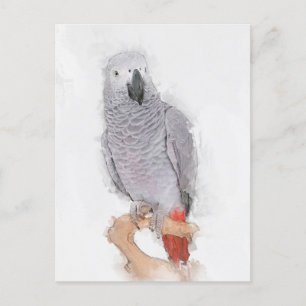 Grey Parrot Portrait Faux Postcard