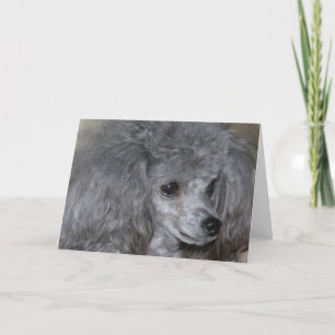 Grey Poodle Greeting Cards
