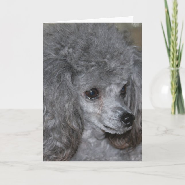 Grey Poodle Note Card (Front)