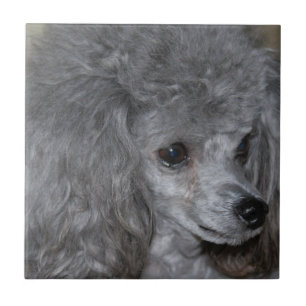 Grey Poodle Tile