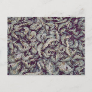 Grey Prawns Postcard