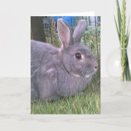 Grey rabbit greetings card. Range of occasions. Card