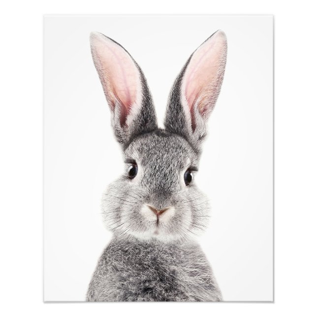 Grey rabbit with long pink ears photo print (Front)