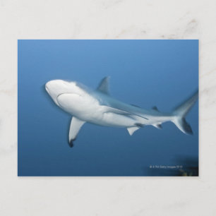 Grey reef shark (Carcharhinus amblyrhynchos) Postcard