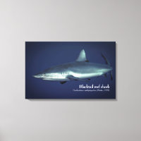 Grey Reef Shark in Yap Micronesia