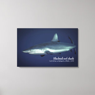 Grey Reef Shark in Yap Micronesia Canvas Print