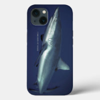 Grey Reef Shark in Yap Micronesia