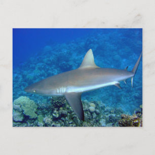 Grey Reef Shark Postcard