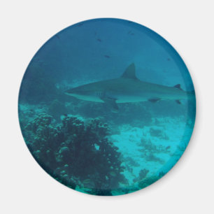 Grey Reef Shark Swimming Magnet