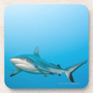 Grey reef sharks (Carcharhinus amblyrhnchos) Coaster