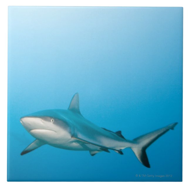 Grey reef sharks (Carcharhinus amblyrhnchos) Tile (Front)