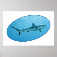 Grey Reefshark, Yap Island - Photographic design |