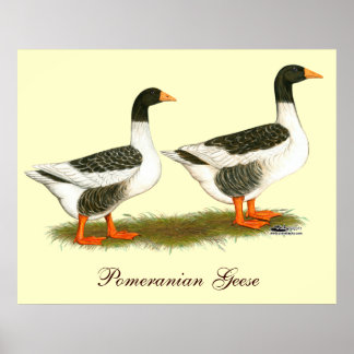 Grey Saddleback Geese Poster