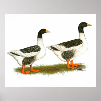 Grey Saddleback Geese Poster