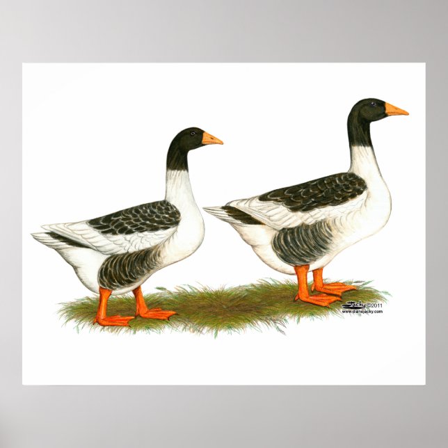 Grey Saddleback Geese Poster (Front)