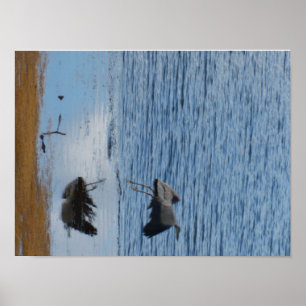 Grey seabird middle poster