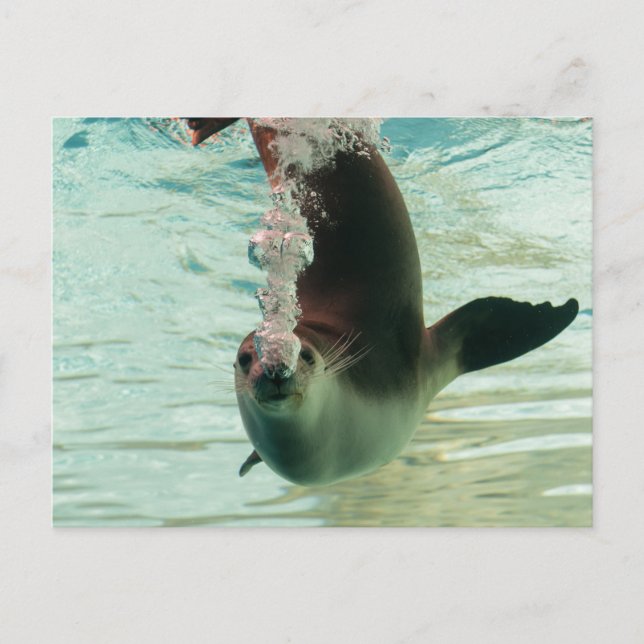 Grey Seal Diving underwater bubbles from nose Postcard (Front)