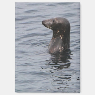 Grey Seal Magnet