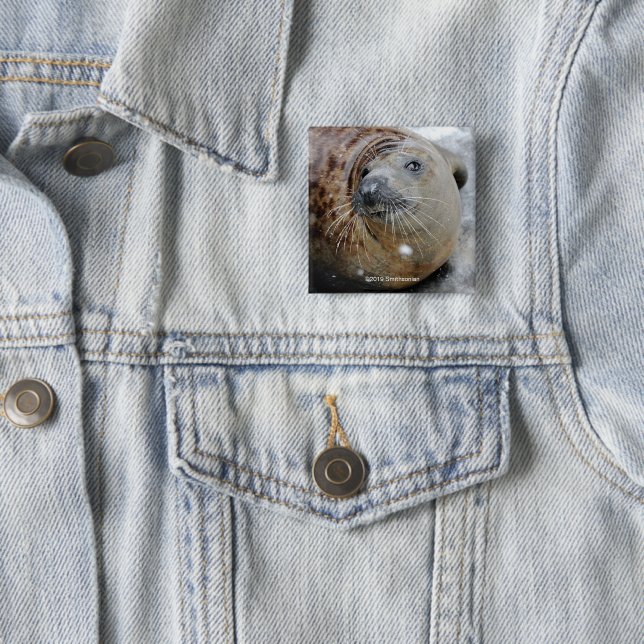 Grey Seal on Ice 15 Cm Square Badge (In Situ)